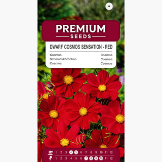 Cosmos Sensation Nain - Rouge - Culture facile, parfait pour massifs et bouquets - Cosmos bipinnatus