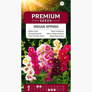 Rose Trémière Naine - Indian Spring - Décoration estivale pour massifs bas - Alcea rosea
