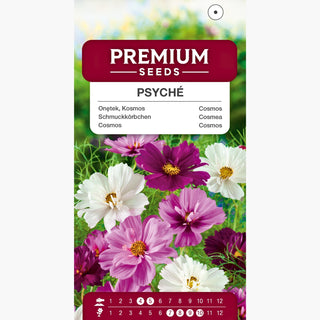 Cosmos - Psyché Mélange - Fleurs pleines, plumeuses et colorées - Cosmos bipinnatus