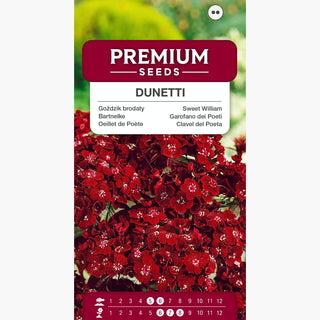 Oeillet de Poète - Dunetti - Variété expressive pour des compositions classiques - Dianthus barbatus