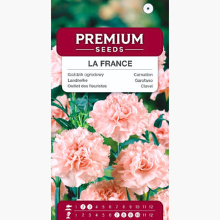Oeillet des fleuristes - La France - Rose délicat à pétales pleins - Dianthus caryophyllus