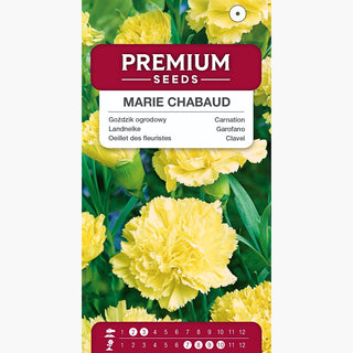 Oeillet des fleuristes - Marie Chabaud - Oeillet jaune pâle, parfait comme fleur à couper - Dianthus caryophyllus