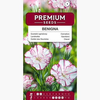 Oeillet des fleuristes - Benigna - Variété idéale pour la fleur coupée - Dianthus caryophyllus