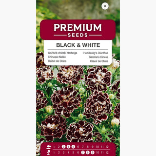 Oeillet de Chine - Black & White - Oeillet de Chine élégant bicolore - Dianthus chinensis var heddewigii