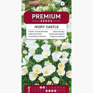 Eschscholzia de Californie - Ivory Castle - Composition esthétique et parfaite pour le jardin - Eschscholzia californica