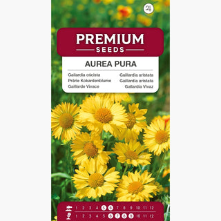 Gaillarde Vivace - Aurea Pura - Résistante au soleil et à la sécheresse - Gaillardia aristata
