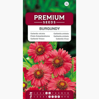 Gaillarde Vivace - Burgundy - Couleur intense et floraison prolongée - Gaillardia aristata
