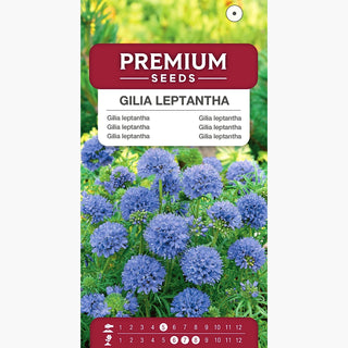 Gilia leptantha - Grandes fleurs aux couleurs délicates - Gilia leptantha