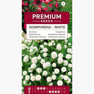 Gomphrena Globosa - Blanc - Blanc subtil dans les compositions de bouquets - Gomphrena globosa