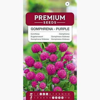 Gomphrena Globosa - Pourpre - Fleurs sphériques aux tons pourpres - Gomphrena globosa