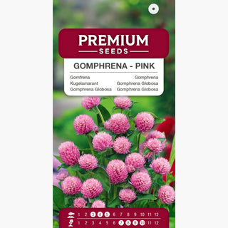 Gomphrena Globosa - Rose - Rose romantique pour massifs et bouquets - Gomphrena globosa