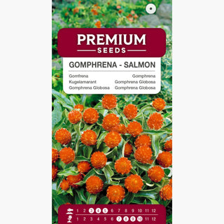 Gomphrena Globosa - Saumon - Teinte saumon chaude et subtile - Gomphrena globosa
