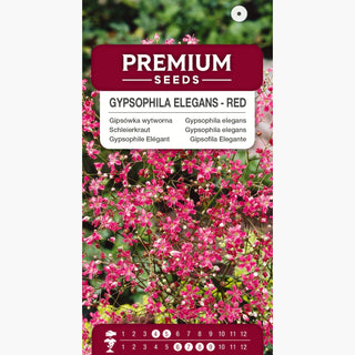 Gypsophile Elégant - Rouge - Rouge intense pour massifs - Gypsophila elegans