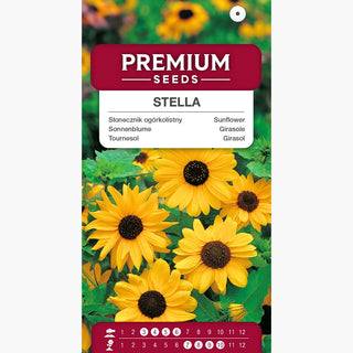 Tournesol - Stella - Accent unique des jardins rustiques - Helianthus debilis