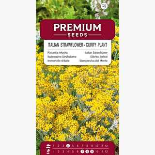 Immortelle d'Italie - Herbe à Curry - Trésor aromatique et décoratif - Helichrysum italicum