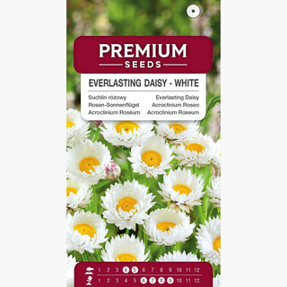 Acroclinium Roséum - Blanc - Floraison longue et décoratif une fois séché - Helipterum roseum