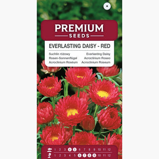 Acroclinium Roséum - Rouge - Délicat et parfait pour les bouquets secs - Helipterum roseum