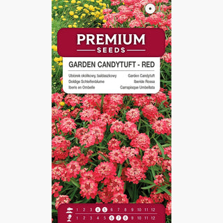 Iberis en Ombelle - Rouge - Coloré et à croissance rapide tout l’été - Iberis umbellata