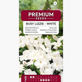 Impatiente de Waller - Blanc - Décoratif, floraison en été et en automne - Impatiens walleriana