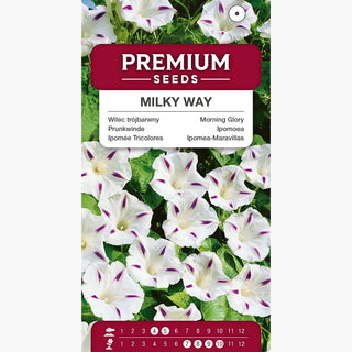Ipomée Tricolores - Milky Way - Subtil, parfait pour les pergolas et balcons - Ipomoea tricolor