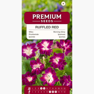 Ipomée - Ruffled Red - Frisé, rouge et à croissance rapide - Ipomoea x imperialis
