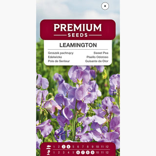 Pois de Senteur - Leamington - Décoration romantique des tonnelles - Lathyrus odoratus