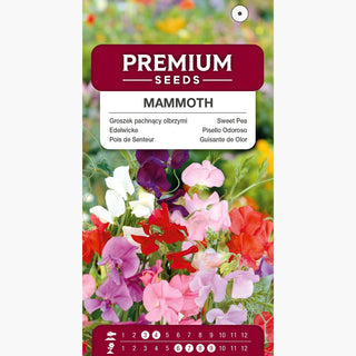 Pois de Senteur - Mammoth Mélange - Grande taille et arôme intense - Lathyrus odoratus