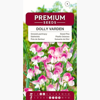Pois de Senteur - Dolly Varden - Parfum intense et sucré - Lathyrus odoratus