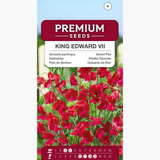 Pois de Senteur - King Edward VII - Couleur profonde et parfum intense - Lathyrus odoratus