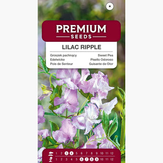 Pois de Senteur - Lilac Ripple - Fleurs spectaculaires au parfum intense - Lathyrus odoratus