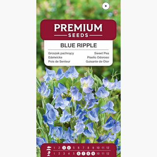Pois de Senteur - Blue Ripple - Variété délicate et parfumée - Lathyrus odoratus