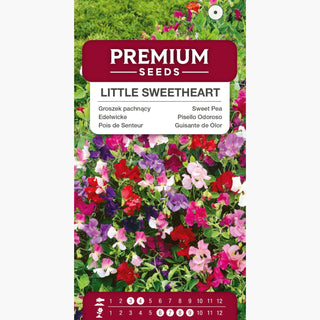 Pois de Senteur - Little Sweetheart - Fleurs aux nuances pastel - Lathyrus odoratus