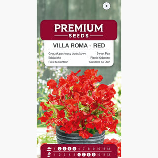 Pois de Senteur - Villa Roma - Rouge - Parfum intense sur la terrasse - Lathyrus odoratus