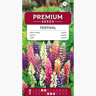 Lupin - Festival - Nain Mélange - Variété ornementale pour le jardin - Lupinus polyphyllus