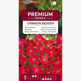 Tabac d'Ornement - Crimson Bedder - Couleur intense, parfum doux - Nicotiana alata