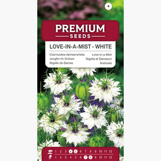 Nigelle de Damas - Blanc - Blanc aérien pour massifs et bouquets - Nigella damascena