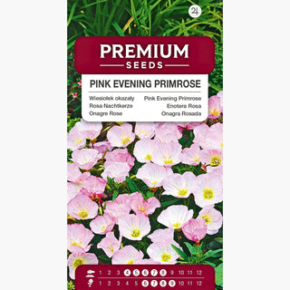Onagre Rose - Floraison abondante et prolongée, parfum délicat - Oenothera speciosa