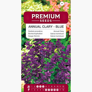 Sauge Hormin - Bleu - Spectaculaire pour les bouquets et facile à cultiver - Salvia horminum