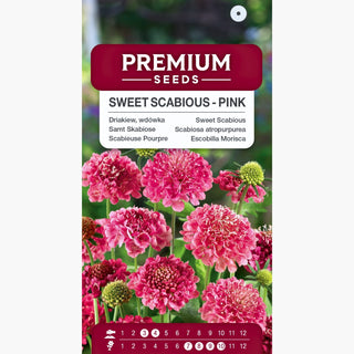 Scabieuse Pourpre - Rose - Accent romantique pour les massifs - Scabiosa atropurpurea