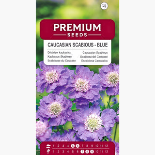 Scabieuse du Caucase - Bleu - Décoration du jardin et de la prairie fleurie - Scabiosa caucasica