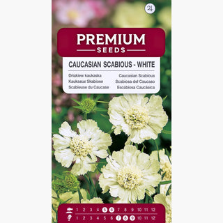Scabieuse du Caucase - Blanc - Accent élégant parmi les vivaces - Scabiosa caucasica