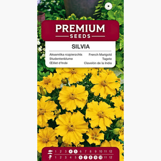 Œillet d'Inde - Silvia - Illumine toutes les compositions florales - Tagetes patula