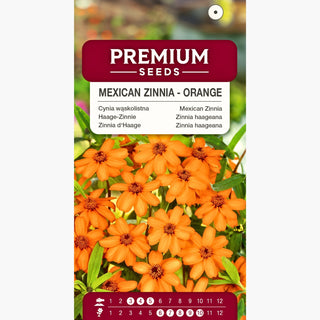 Zinnia d'Haage - Orange - Éclat solaire au jardin - Zinnia angustifolia