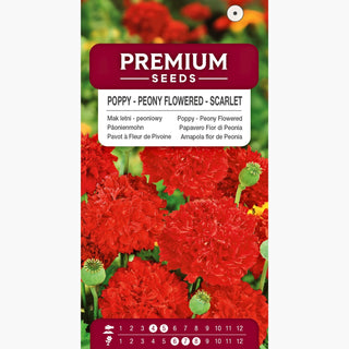 Pavot à Fleur de Pivoine - Écarlate - Pétales rouges, doubles et pleins - Papaver paeoniflorum