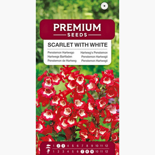 Penstemon de Hartweg - Écarlate avec Blanc - Charme unique, touffes compactes - Penstemon hartwegii