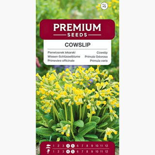 Primevère officinale - Charmant, délicat, grâce naturelle - Primula veris