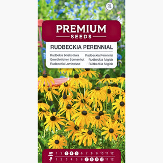 Rudbeckia Lumineuse - Fleurs dorées attractives pour les insectes - Rudbeckia fulgida