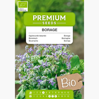 BIO Bourrache   - Plante mellifère belle et utile - Borago officinalis