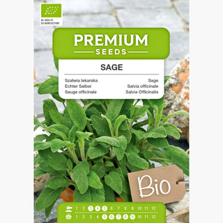 BIO Sauge officinale - Parfum intense, vivace et résistante - Salvia officinalis