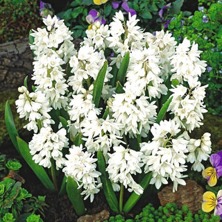 Puschkinia - Alba - blanc - Souffle printanier d’un blanc éclatant - 10 bulbes